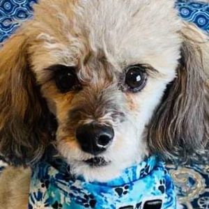 Meet your Posher, Paula